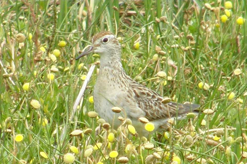 Sharp-tailed Sandpiper (Calidris acuminata)